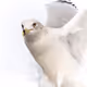TheWhiteDove