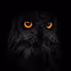 AnarchyOwl