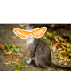 0xfa7132b42b442921364e78f17c72583f60ae8976