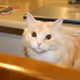 marlycat