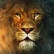 LionHeartZO