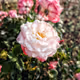 Estepp_