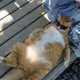 FoodComa