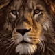 BitfallStudio