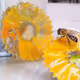 POLLINATED