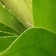 GGuyrescue