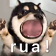 PeekaBiu_
