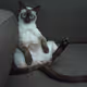 high_cat