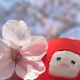 okowa_to_hiyoko