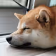 Cool_Shiba