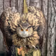 Owlogator