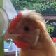 ChrisHasMajorIssues