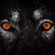 Digital_Zoo