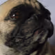 Peruvian_Pug