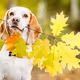 DOGS_22855