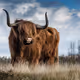 bigassbull