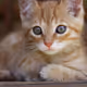 CATRAT25