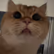 taotao_jiyu