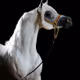 aseer_al_9amt