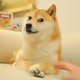 maggo