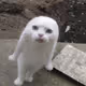 BuddyFlippy