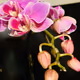 phalaenopsis_aphrodite