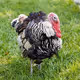 Turkey_ColdWallet