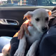 puppyy