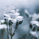 Flowerroror