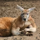 KoreanKangaroo
