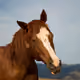 Jenkem_Stables