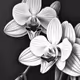 orchid-orchestra