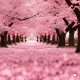 nara_nara