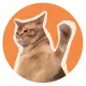 CATSLAP