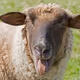 SilentLamb13