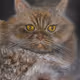 MillionDollarKitty