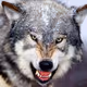 CryptooWolf
