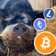 CryptoBoar_PROFITIKLAND