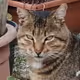 gietti