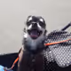 imojack