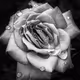 0xff565130dbb5c4304bcdf5f6fd5671b2b5d31d17
