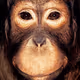 FriendofApes