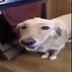 Butta_Dog