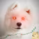 Samoyed2000