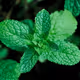 MintxMint