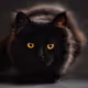catcatcatt