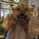 GymCat
