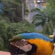 Cuterri7