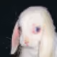 bimbo33