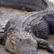 ALIGATOR555